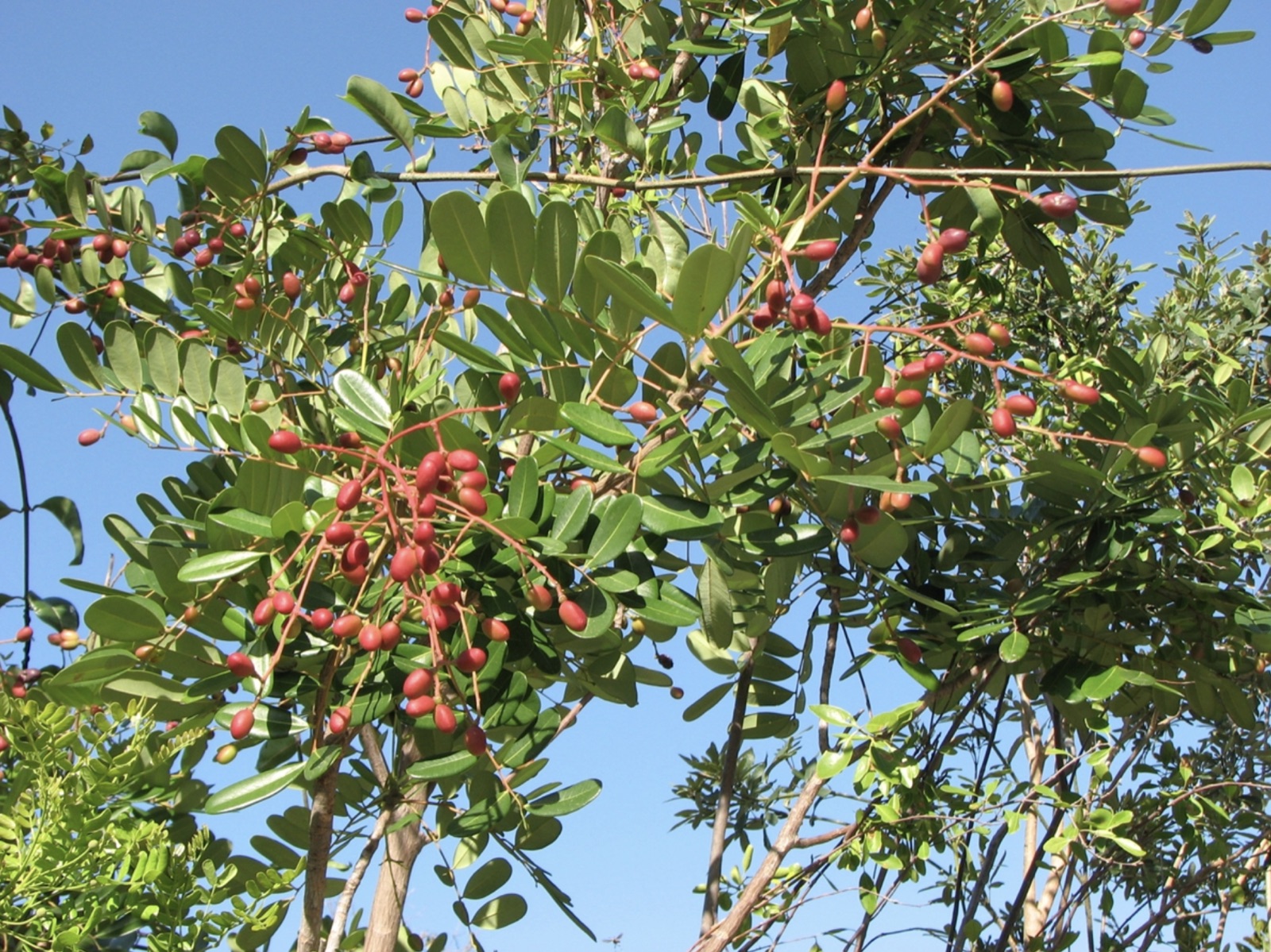 A mature female Simarouba glauca in full fruit — hundreds of red drupes on pink-stemmed panicles through pinnate foliage, against a clear sky.